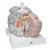 Giant Human Brain Model, 2.5 times Full-Size, 14 part, 1001261 [VH409], Brain Models (Small)