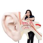 World's Largest Ear Model, 15 times Full-Size, 3 part, 1001266 [VJ510], Ear Models