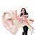 World's Largest Ear Model, 15 times Full-Size, 3 part, 1001266 [VJ510], Ear Models (Small)