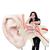Модель самого большого в мире уха, 15-кратное увеличение, 3 части - 3B Smart Anatomy, 1001266 [VJ510], Модели уха, горла, носа (Small)