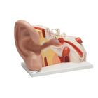 Giant Ear Model, 5 times Full-Size, 3 part, 1008553 [VJ513], Ear Models