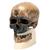 Rêplica del cráneo del Homo sapiens (Crô-Magnon), 1001295 [VP752/1], Antropológico Skulls (Small)