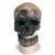 Rêplica del cráneo del Homo sapiens (Crô-Magnon), 1001295 [VP752/1], Antropológico Skulls (Small)