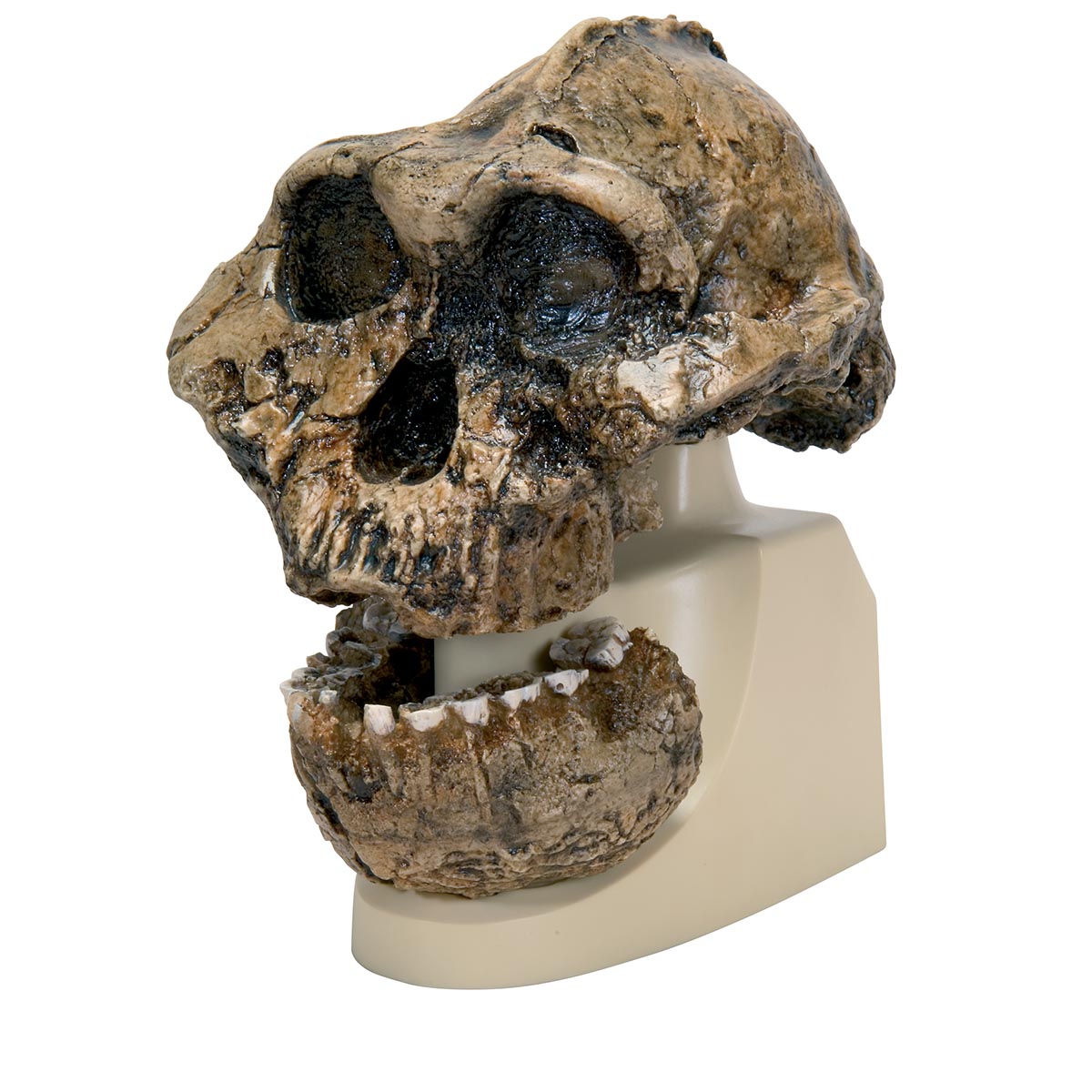 Comparative Anatomy Model - Plastic Skull Model - Anthropology 