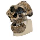 Модель черепа австралопитека Бойса (Australopithecus boisei) (KNM-ER 406 + Omo L7A-125), 1001298 [VP755/1], Модели черепа человека