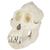 Crâne d'un orang-outang (Pongo pygmaeus), mâle, VP761, Primates (Small)