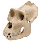 Череп гориллы (Gorilla gorilla masculum), самец, реконструкция, 1001301 [VP762/1], Приматы (Primates)