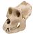 Gorilla Skull (Gorilla gorilla), Male, Replica, 1001301 [VP762/1], 영장류 (Small)
