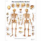 Das menschliche Skelett, 1001302 [VR0113L], Sistema Esqueletico