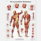 Die menschliche Muskulatur, 1001304 [VR0118L], Плакаты по мышечной системе