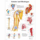 Schulter und Ellenbogen, 1001316 [VR0170L], 骨骼系统