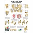 Becken und Hüfte - Anatomie und Pathologie, 1001320 [VR0172L], Плакаты по опорно-двигательному аппарату человека
