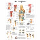 Das Kniegelenk, 1001322 [VR0174L], 骨骼系统