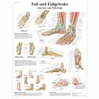 Fuß und Fußgelenke - Anatomie und Pathologie, 1001324 [VR0176L], Плакаты по опорно-двигательному аппарату человека