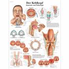 Der Kehlkopf, 1001336 [VR0248L], Плакаты по органам речи