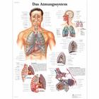Das Atmungssystem, 1001350 [VR0322L], Плакаты по дыхательной системе человека
