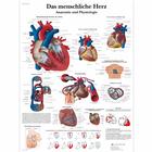 Das menschliche Herz - Anatomie und Physiologie, 1001358 [VR0334L], 心脏健康和身体健康教育示意图