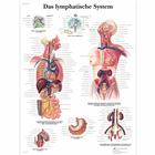 Das Lymphatische System, 1001377 [VR0392L], Плакаты по лимфатической системе
