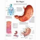 Der Magen, 1001383 [VR0426L], Sistema digestivo