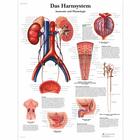 Das Harnsystem, Anatomie und Physiologie, 1001398 [VR0514L], Sistema urinário