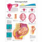 Schwangerschaft, 1001408 [VR0554L], Плакаты по беременности и родам