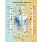Vegetatives Nervensystem, 1001418 [VR0610L], Плакаты по мозгу и нервной системе