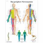 Das periphere Nervensystem, 1001424 [VR0621L], Плакаты по мозгу и нервной системе