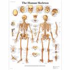 The Human Skeleton, 1001468 [VR1113L], Sistema Esquelético