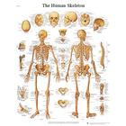 Human Skeleton STICKYchart™, VR1113S, système Squelettique
