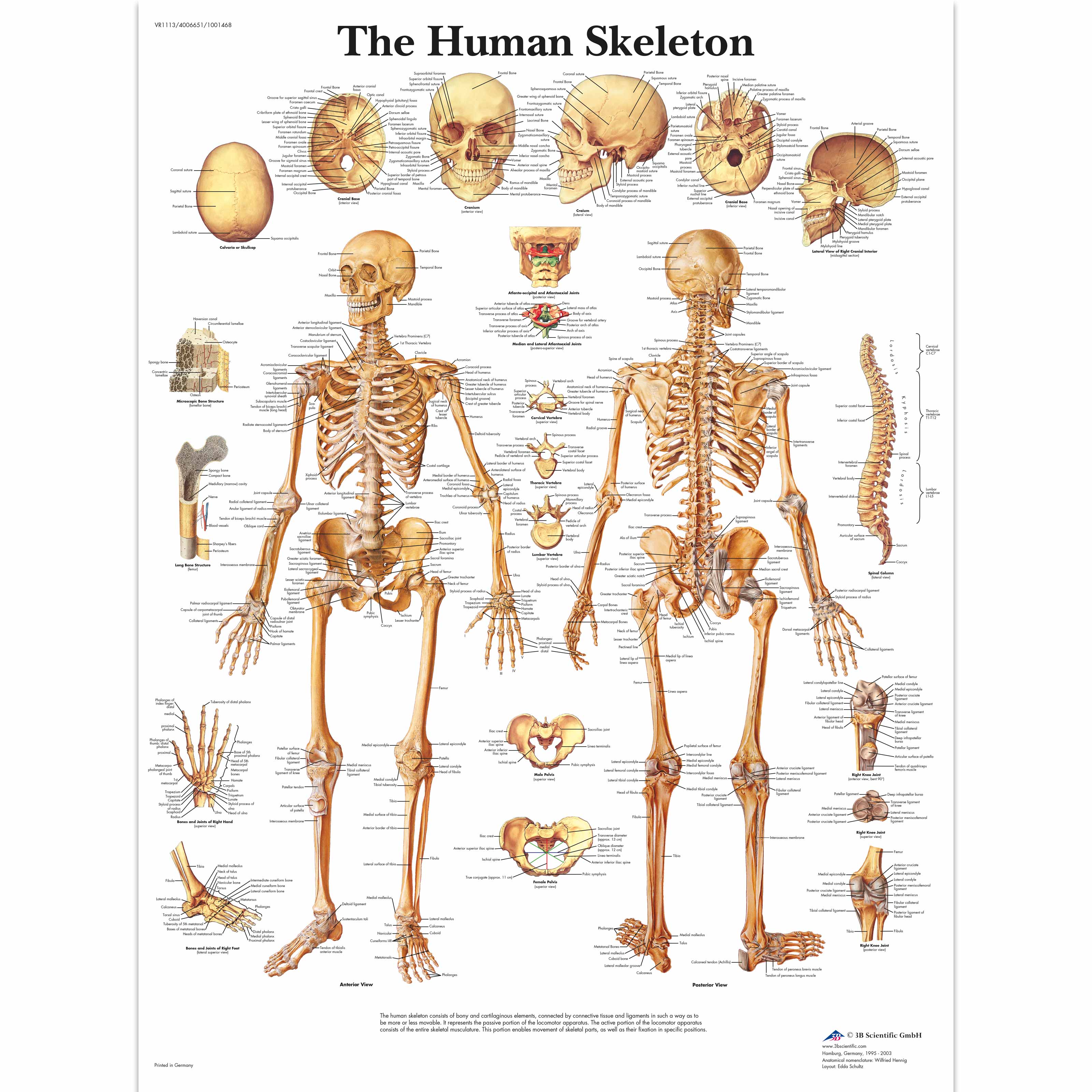complete anatomy account