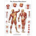 Human Musculature, 1001470 [VR1118L], Плакаты по мышечной системе
