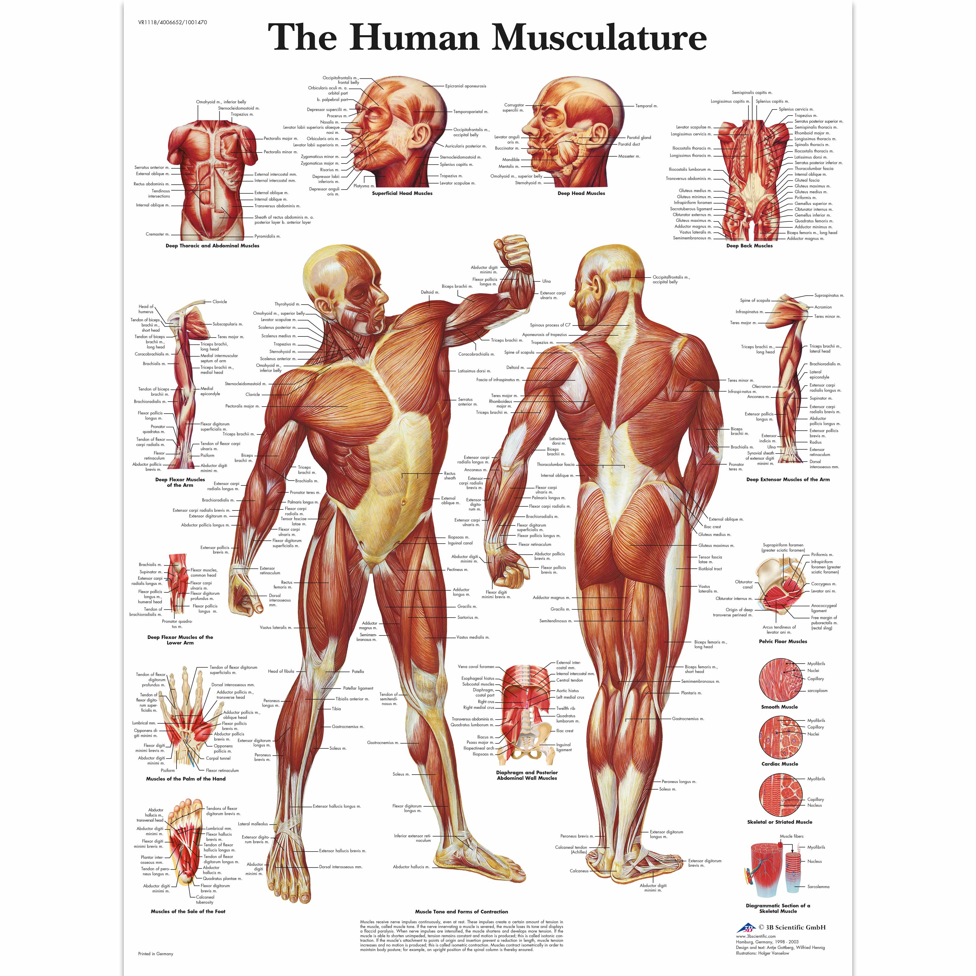Human Muscle Chart | Human Muscle | Human Musculature Chart | Muscular System Poster Laminated