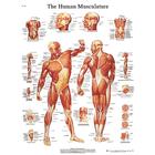 Human Musculature STICKYchart™, VR1118S, Músculo
