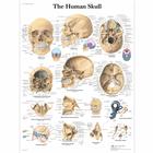 The Human Skull, 1001478 [VR1131L], Плакаты по опорно-двигательному аппарату человека