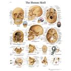 Human Skull STICKYchart™ 
, VR1131S, Sistema Esquelético
