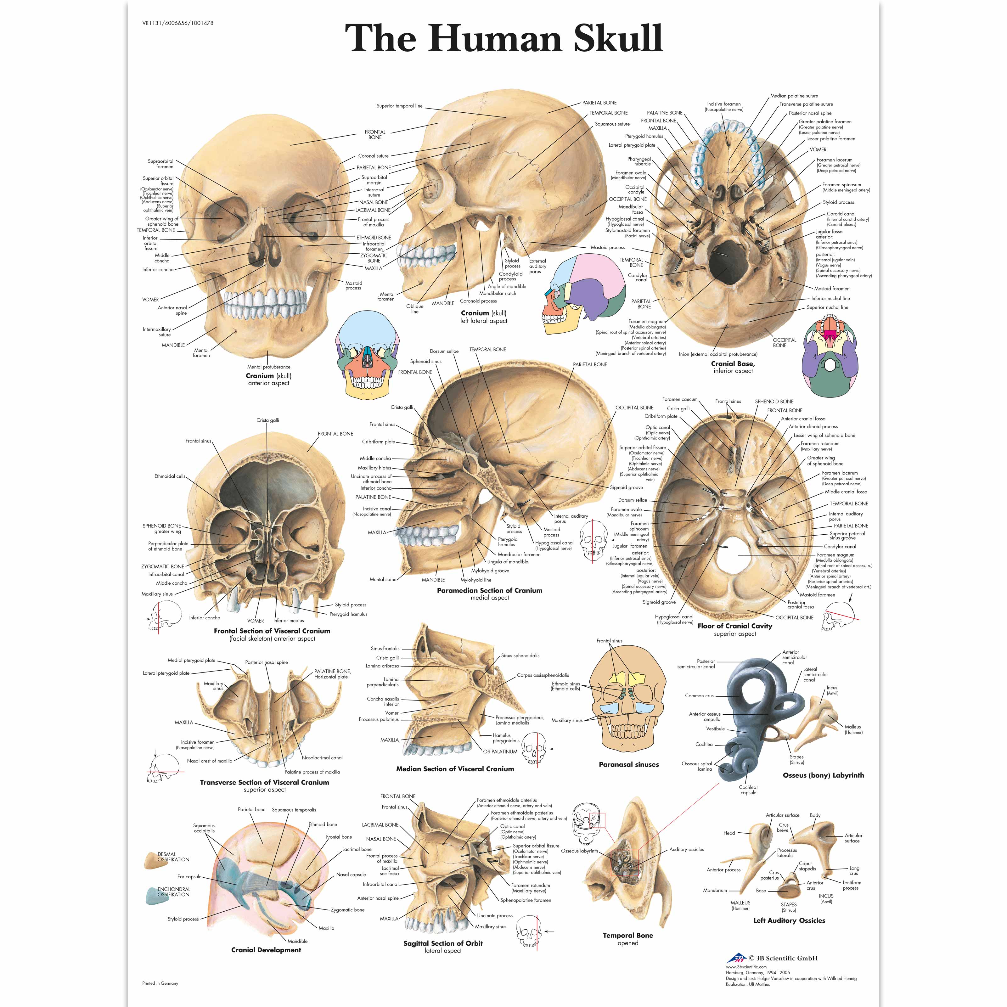 Human Skull Chart 4006656 Vr1131uu Skeletal System 3b Scientific