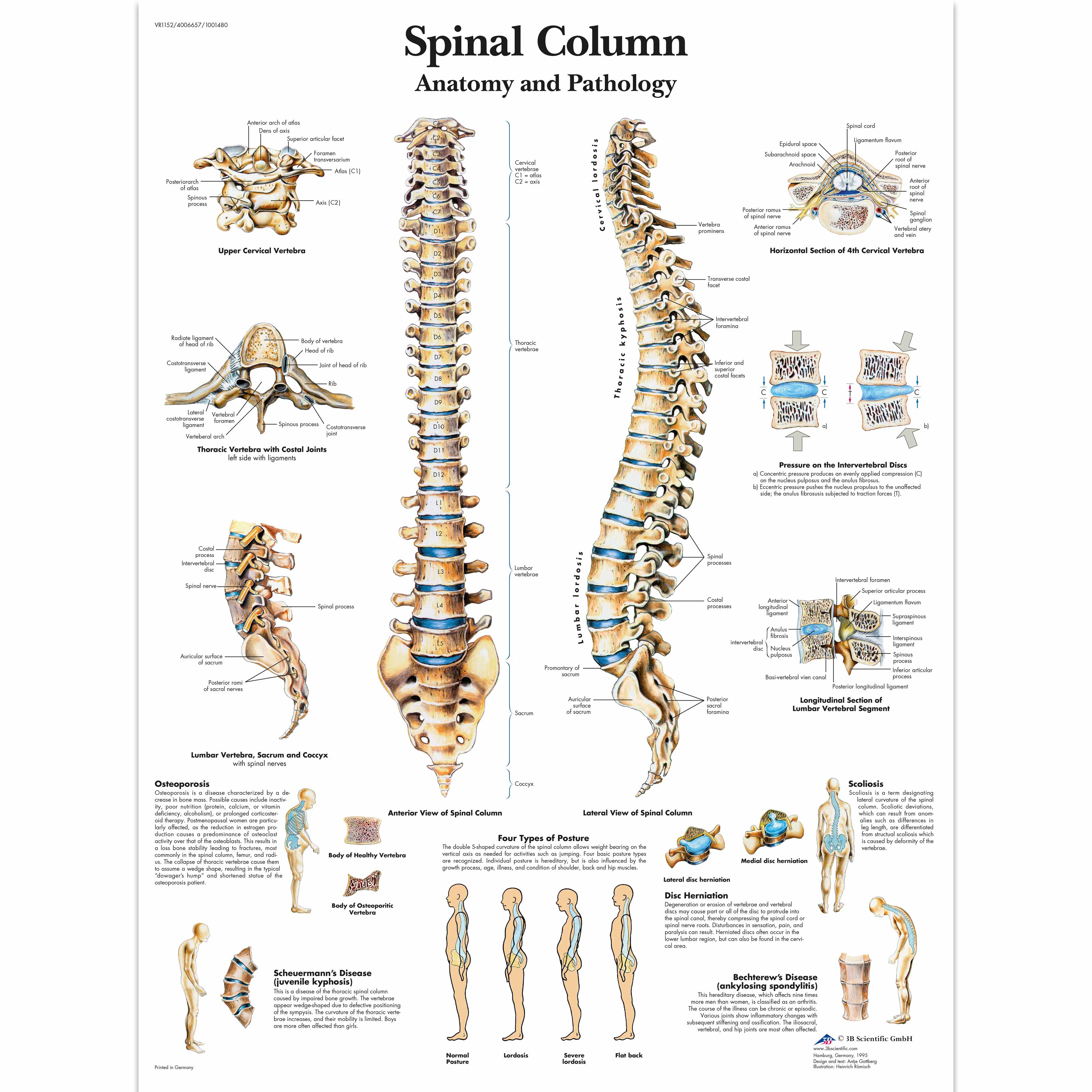 spinal nerve chart anatomy