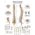 Spinal Column STICKYchart™, VR1152S, Sistema Esquelético
