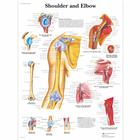Shoulder and Elbow, 1001482 [VR1170L], Плакаты по опорно-двигательному аппарату человека