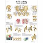 Pelvis and Hip - Anatomy and Pathology, 1001486 [VR1172L], Плакаты по опорно-двигательному аппарату человека
