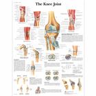The Knee Joint, 1001488 [VR1174L], Плакаты по опорно-двигательному аппарату человека
