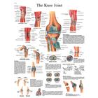 Knee Joint STICKYchart™, VR1174S, système Squelettique