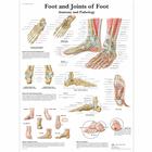 Foot and Joints of Foot - Anatomy and Pathology, 1001490 [VR1176L], Плакаты по опорно-двигательному аппарату человека