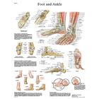 Foot and Ankle STICKYchart™, VR1176S, système Squelettique