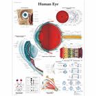 Human Eye, 1001496 [VR1226L], Плакаты по глазам (офтальмология)