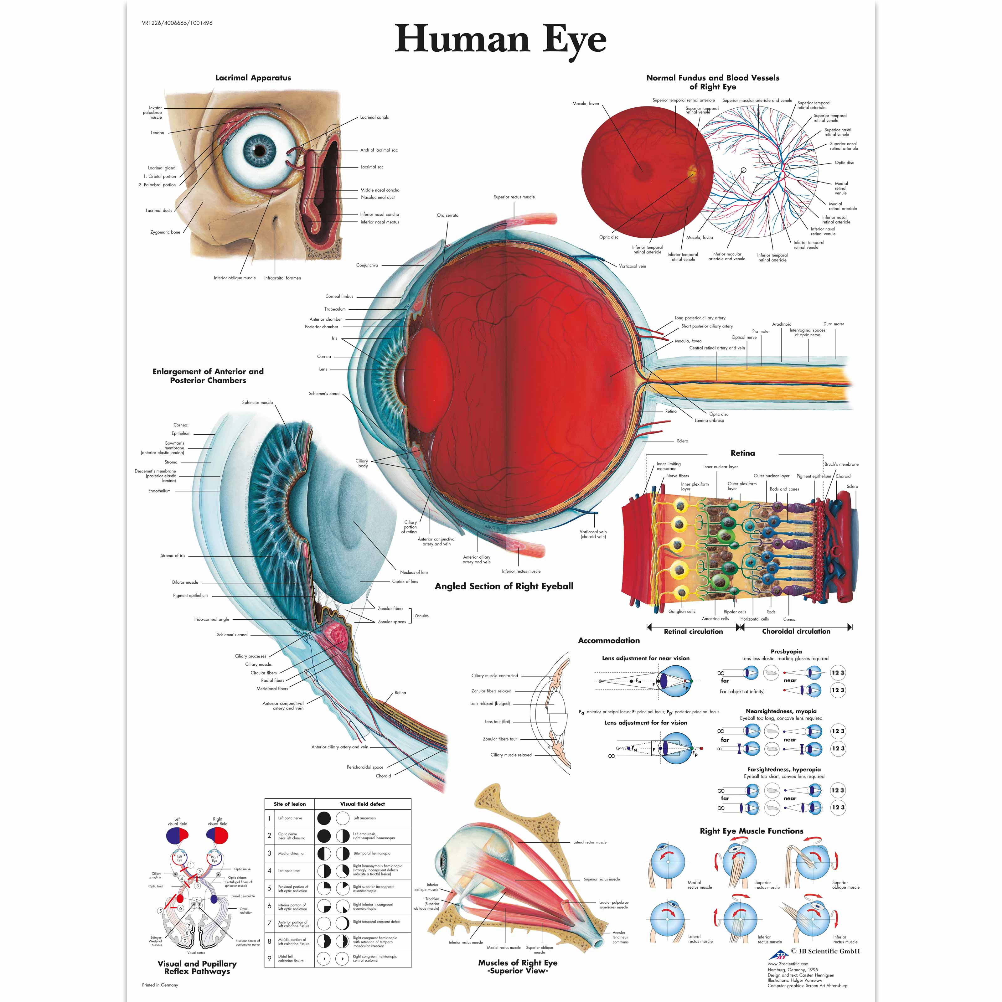 Structure Of The Human Eye Anatomy Chart Cool Huge Large Giant Poster ...