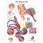 Human Ear, 1001500 [VR1243L], Плакаты по Уху, Горлу, Носу (ЛОР)