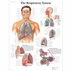 The Respiratory System, 1001516 [VR1322L], Плакаты по дыхательной системе человека
