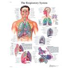 Respiratory System STICKYchart™, VR1322S, Système Respiratoire