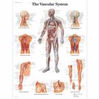 The Vascular System, 1001528 [VR1353L], Плакаты по системе кровообращения